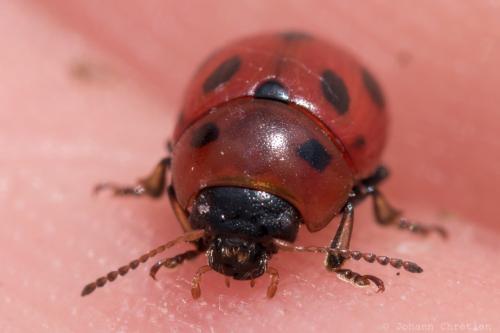 Gonioctena fornicata